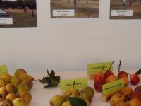 2006_Obstsorten-Ausstellung_1706