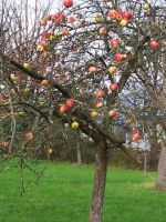 2010_Pflanzaktion_864